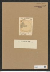 Coscinodiscus pulchellus Grev. (de-Toni-Nr.: Genus 202, Species 4891) Zeichnungen Sammlung Grunow Nr. 8651 (NHMW-BOT-W0378054)